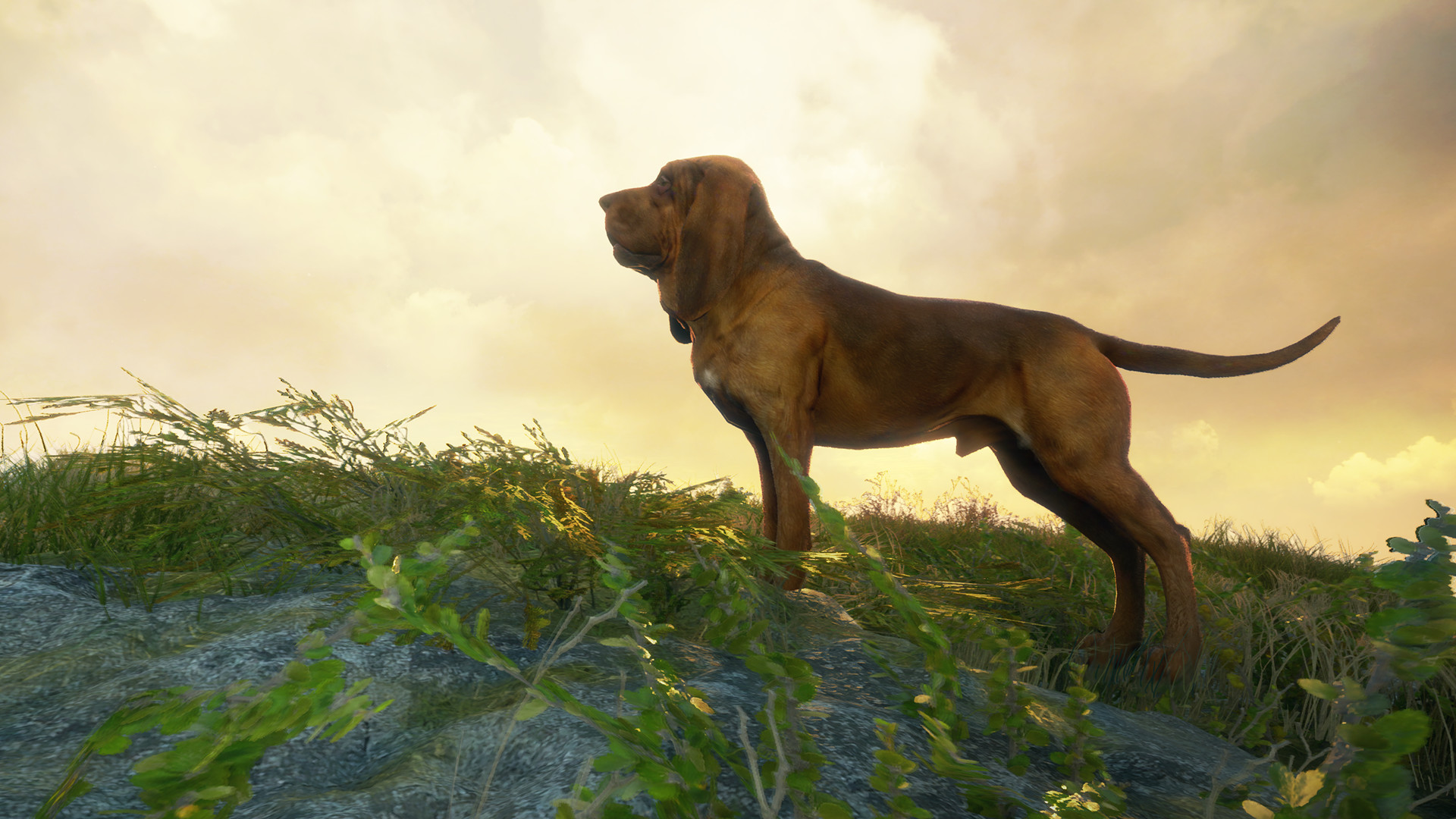 theHunter: Call of the Wild - Bloodhound DLC Steam Altergift $5.64